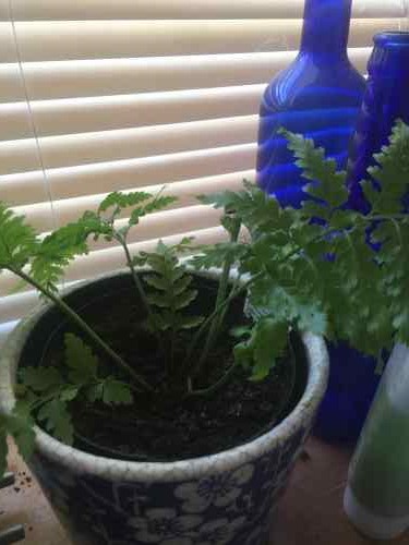 indoor fern